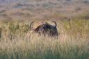 african buffalo