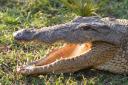 alligator